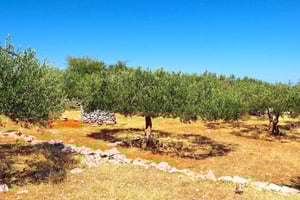 Zadar, Šibenik: Olivenöl, Wein- und Verkostung, Selbstfahrer