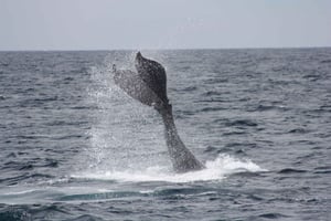 Cabo San Lucas: Whale Watching Tour with Breakfast