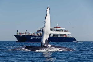 Cabo San Lucas: Whale Watching Tour with Buffet & Open Bar