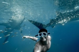 Cebu City: Whale Shark Swimming & Kawasan Falls Canyoneering