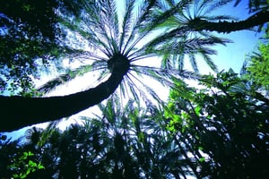 Elche: Entry Ticket Huerto del Cura National Artistic Garden