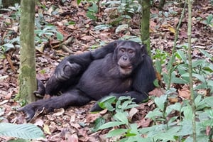 Fort Portal: Parque Nacional del Bosque de Kibale Excursión a los Chimpancés