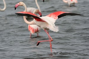 From Avignon: Camargue Tour with Bird Park Entry