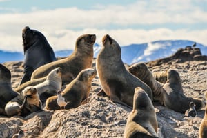 From La Paz: Swim with Sea Lions & Espíritu Santo Boat Tour