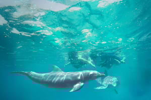 ISLA MUJERES: conexión real con delfines y buffet desde Cancún