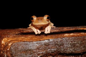 Kubah Night Walk : Frogging Adventure