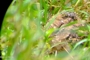 Learning in the magical forest of Curi Cancha