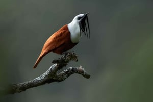 Monteverde Bosque Nuboso Naturaleza Regenerativa paseo guiado