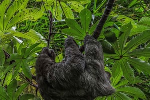 San José: Tour a pie por la naturaleza con perezosos, aves y árboles