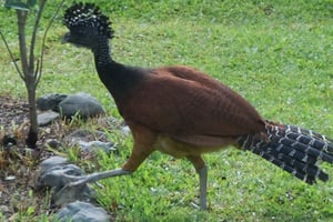 Uvita: Piedras Blancas National Park