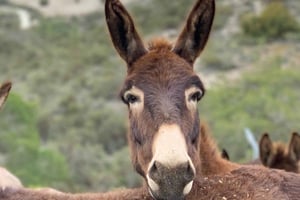 Zypriotische Traditionen und Eselabenteuer