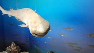 Cyprus Museum of Natural History