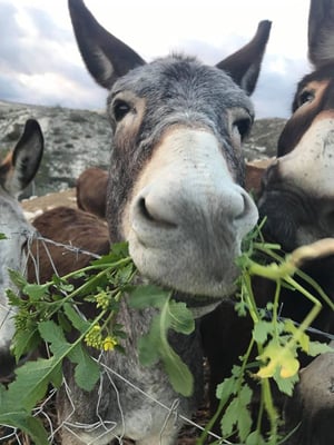 Fattoria Golden Donkeys