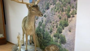 Larnacki Miejski Muzeum Historii Naturalnej