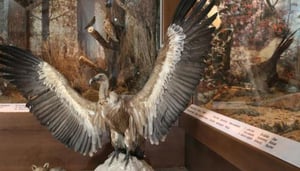 Museum of Natural History