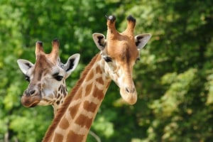 Paphos: Zoobesuch und Blaue-Lagune-Kreuzfahrt mit Guide & Mittagessen