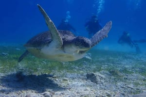 Protaras: Kap Grecko Einzeltauchgang für qualifizierte Taucher