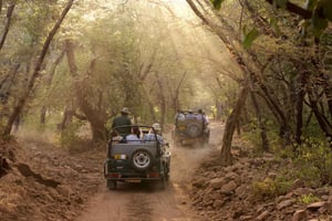 Дели: 3-дневный тур в национальный парк Рантхамбор с сафари.