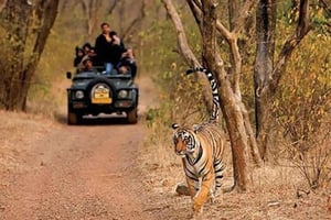 Delhi: Wycieczka tego samego dnia do Parku Narodowego Sariska z safari z tygrysami