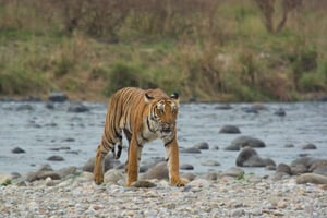 Desde Delhi: Safari privado de 3 días por el Parque Nacional Jim Corbett