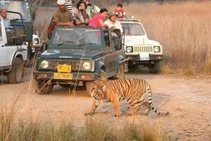 Ab Delhi: 4-tägige Delhi-, Agra-, Jaipur- & Tiger-Safari-Tour