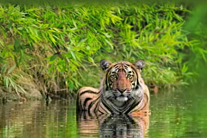 Au départ de Delhi : circuit de 5 jours dans le Triangle d'Or et safari à la découverte des tigres