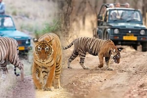 Fra Delhi: 5-dages Golden Triangle & Ranthambore Tiger Safari