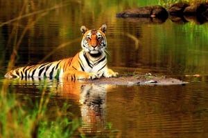 Au départ de Delhi : 5 jours de safari des tigres et d'excursion dans le Triangle d'Or