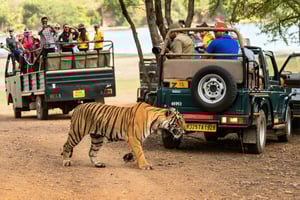 Från Delhi: 5-dagarstur till Gyllene triangeln med tigersafari
