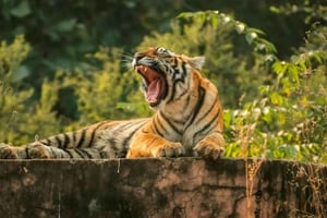 De Deli: Passeio de 6 dias pelo Triângulo Dourado com Ranthambore