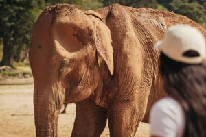 Z Delhi: Taj Mahal o wschodzie słońca, Fort Agra i wycieczka na słoniach