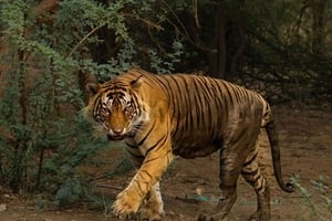 Desde Nueva Delhi: safari de 2 días para avistar tigres en Ranthambore con traslados incluidos.