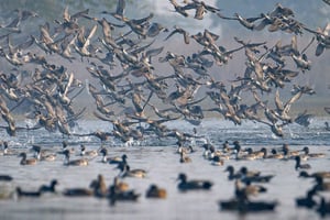 Z New Delhi: jednodniowa wycieczka samochodem do Parku Narodowego Sultanpur