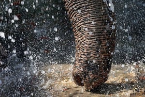 Gyllene triangeln med SOS Sanctuary Tour från Delhi: 4-dagar