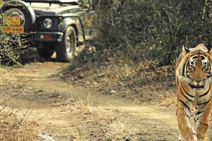 Taj Mahal, Jaipur & Tiger Safari: 5-Day Golden Triangle Tour