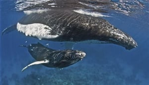 Valskådning i Dominikanska republiken