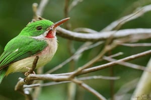 Bayahibe: Tour de observação de aves com guia