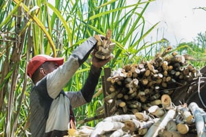 Fra Punta Cana: Higüey-kulturtur med strandtid