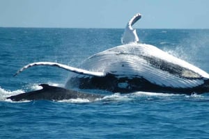 Fra Punta Cana: Hvalsafari i Samaná og tur til Bacardi Island