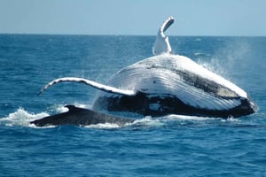 From Punta Cana: Sanctuary Whale Watching Day Trip