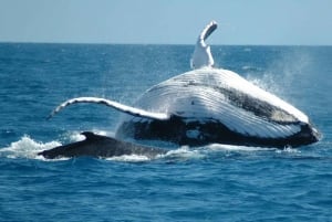 Au départ de Punta Cana : Excursion d'une journée pour observer les baleines du sanctuaire