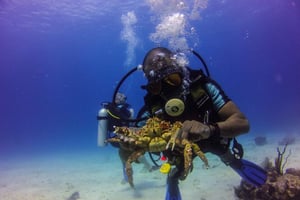 La Romana: Mergulha na Ilha Catalina