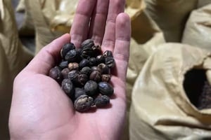 Monte Alto Coffee Tour: Jarabacoa Plantation Experience