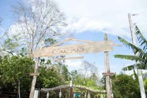 Privat: Rundvisning på kakaoplantage med frokost og smagning