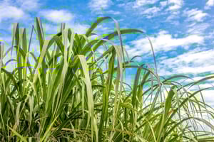 Privado: expedición cultural por el río Higuey y Yuma