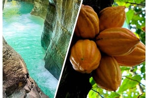 Privat Damajagua-vandfalds-canyoning + kakao- og kaffetur