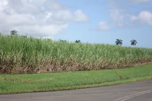 Yksityinen: Dominikaanisen tasavallan maaseudun buggy-seikkailu