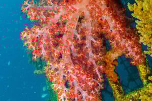 Private: Punta Cana: Reef Diving Adventure with Hotel Pickup