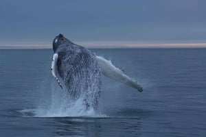 Privado: yate privado a Cayo Levantado y santuario de ballenas