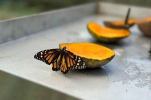 Puerto Plata: City Tour with Butterfly Garden